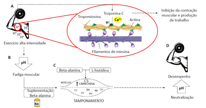 Figura 1. Produção de íons H+ durante exercício de alta intensidade e ação tamponante da carnosina intramuscular. (A) Produção de íons H+ durante exercício de alta intensidade e competição com o Ca2+ pelo aparato contrátil. (B) Baixo pH e ocorrência de fadiga muscular. (C) Síntese de carnosina e tamponamento de íons H+ após suplementação com beta-alanina. (D) Neutralização de pH e aumento de desempenho.