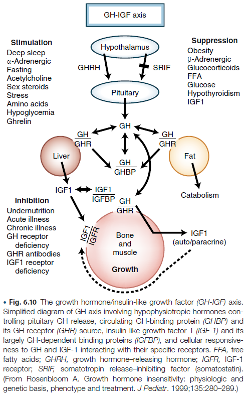 Diagrama do eixo GH–IGF mostrando a regulação da secreção do hormônio do crescimento (GH) pelo hipotálamo e hipófise, a produção de IGF-1 pelo fígado e seus efeitos sobre osso, músculo e tecido adiposo, além dos principais fatores que estimulam e inibem esse sistema hormonal.