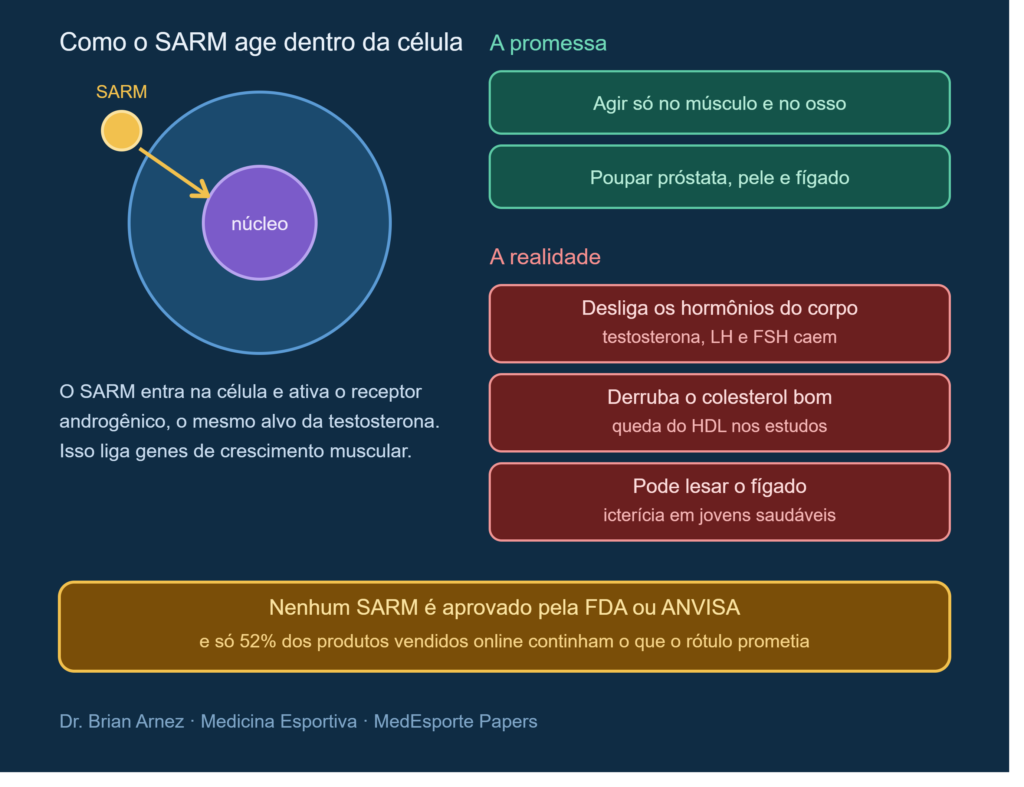 SARM: a promessa da seletividade contra a realidade de supressão hormonal e lesão hepática
